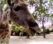 Dando de comer a una jirafa en un zoo