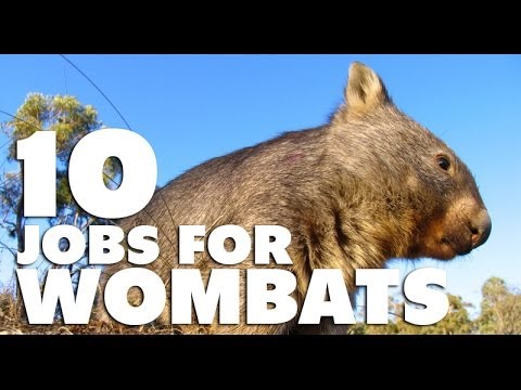 10 Practical Jobs For Wombats