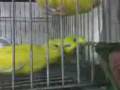 12-01-08_0318.3gp