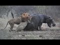 Lion Attack Hippo Backbone