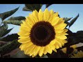 Little Sunflower (performed by Bart Brady Ciampa)