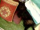 Affenpinscher  life laundry