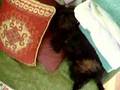Affenpinscher