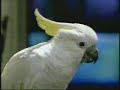 funny-commercial-of-bud-light.html