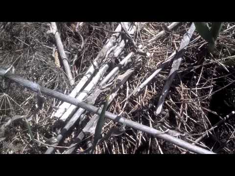 how to get rid voles