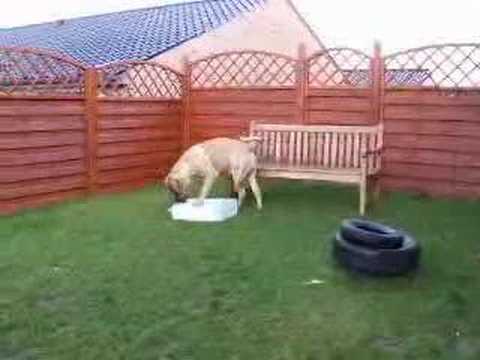 Victor Boerboel vs evil empty box
