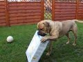 Victor  Boerboel  vs evil empty box