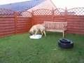 Boerboel video