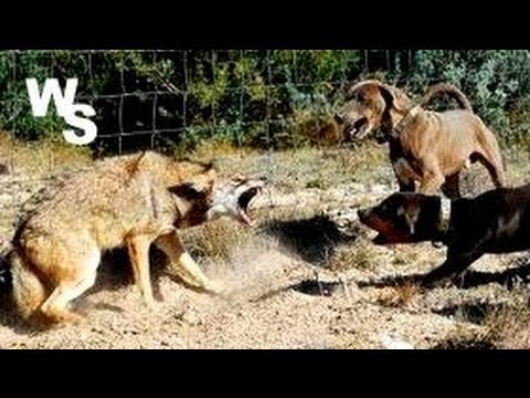 how to locate coyotes
