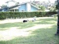 Border Collie video