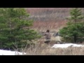 Killer Bear Hunt Alaska "Bill Sterling"