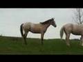 Appaloosa colt Enriched at Sparkling Acres Appaloosas