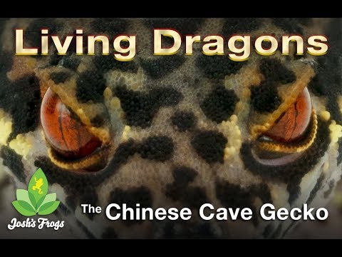 YouTube reptile video