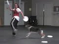 Crazy Crash Critter, Catahoula dog!