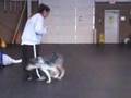 Crazy Crash Critter, Catahoula dog!