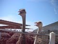 ostrich1 ostrich1
