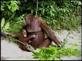 Click here to watch this video Siswi - Clip No. 1