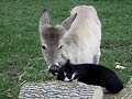 Kittysicle
