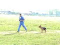 sedinta de dresaj sedinta de dresaj