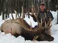 Michigan Elk Hunting at Kings Manor Whitetails! Michigan Elk Hunting at Kings Manor Whitetails!