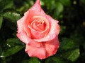 la plus belle musique douce  et les plus belle fleurs