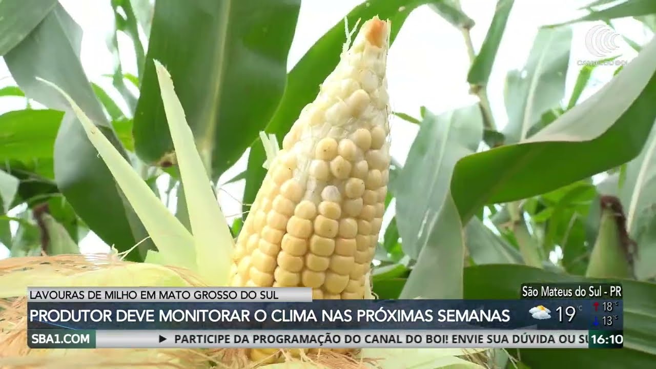 Milho segunda safra segue com bom desenvolvimento em MS