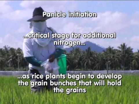 how to fertilize plants in different stages
