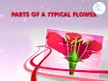 Watch 'Flower Structure - Know about the parts of a flower'