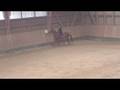 suite vidéo Concours de dressage 2008 avec Faucon (Livana)