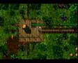 Tibia Askara Nutty Wilashee pk story