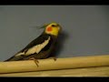 papuga-szalona