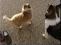 Running With The Pack