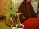 K�nig der L�wen