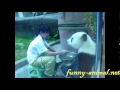 Zookeeper feeding panda 01  