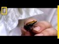 Meet the Frog Licker