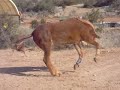 clyde rolls and runs clyde rolls and runs