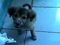 baboi