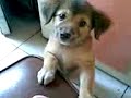 baboi