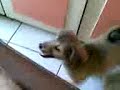 baboi