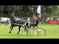 Friesian  Stallion Bente