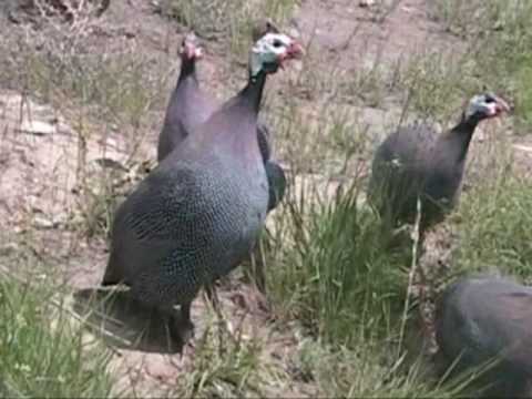 how to care for guinea keets
