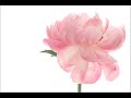 Antonio Vivaldi: Concerto for bassoon, strings & b.c. in F major (RV 488)