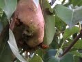 Il pasto dei calabroni