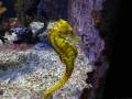 caballitos_0001.wmv