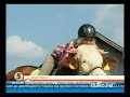 Видеоновость Немецкая девушка оседлала корову