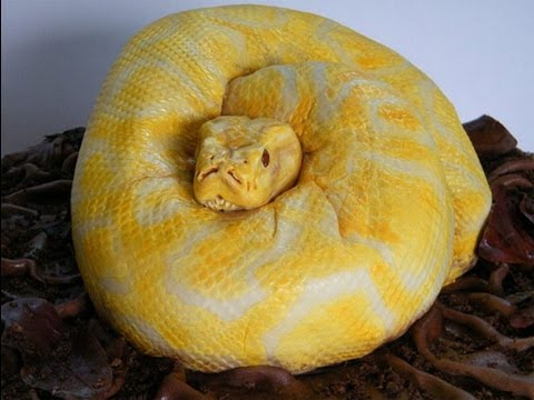 YouTube reptile video
