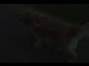 aiptek a-hd running with the dog in the evening aiptek a-hd running with the dog in the evening
