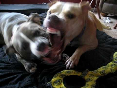 pitbull teeth