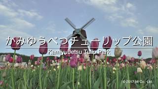 Hokkaido Kamiyubetsu Tulip