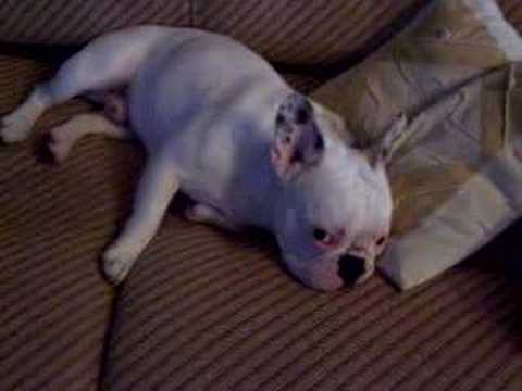 buldog francais